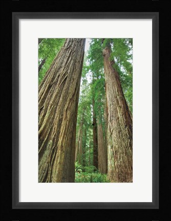 Framed Redwoods Forest II Print