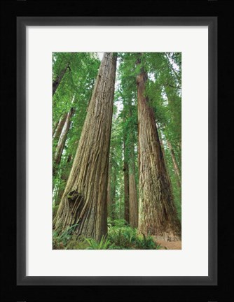 Framed Redwoods Forest I Print
