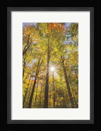 Framed Autumn Forest I Print