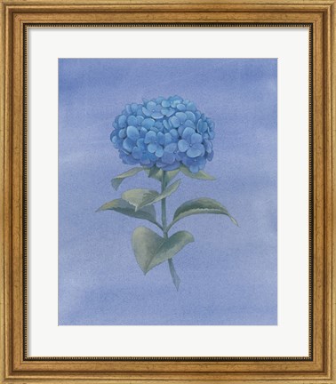 Framed Blue Hydrangea III Print