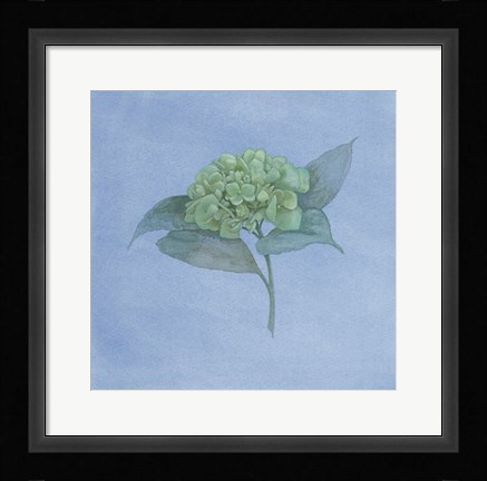 Framed Blue Hydrangea II Print