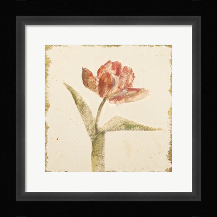 Framed Vintage Flaming Parrot Tulip Crop Print