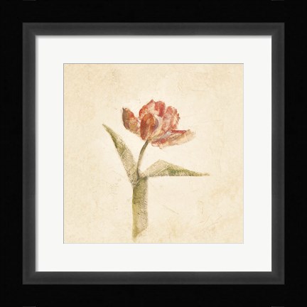 Framed Flaming Parrot Tulip on White Crop Print