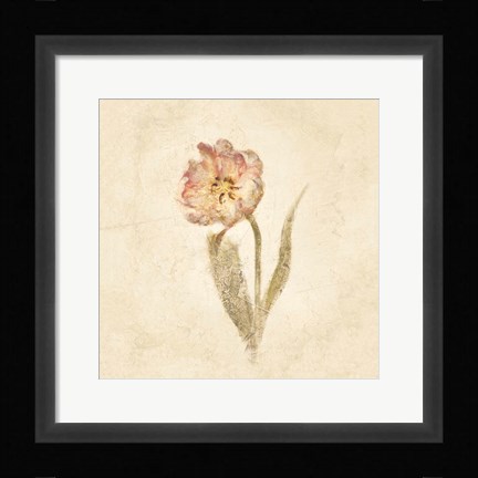 Framed May Wonder Tulip on White Crop Print