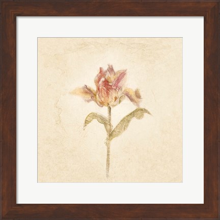 Framed Zoomer Schoon Tulip on White Crop Print