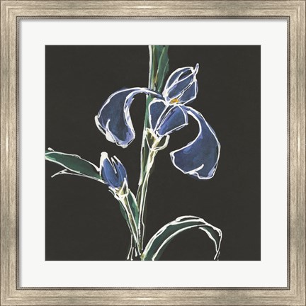 Framed Iris on Black IV Print