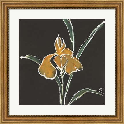 Framed Iris on Black VI Print