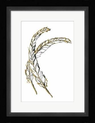 Framed Gilded Hackles Feather Print