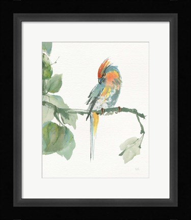 Framed Crested Cockatoo v2 Print