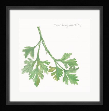 Framed Flat Leaf Parsley Print