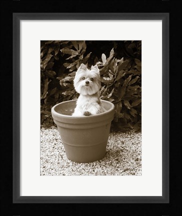 Framed In the Garden Print