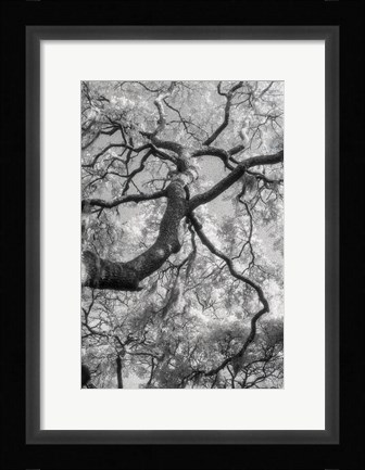 Framed Savannah Print