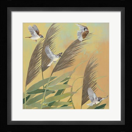 Framed Sparrows and Phragmates Sq Print