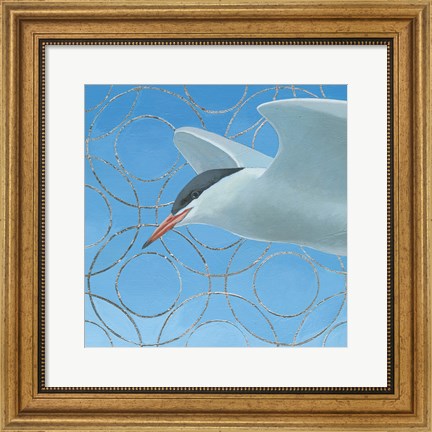 Framed Common Tern Print