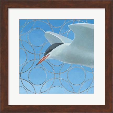 Framed Common Tern Print