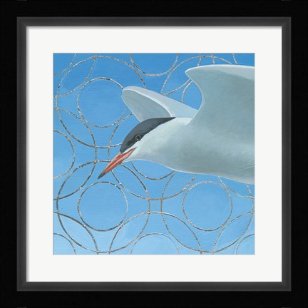 Framed Common Tern Print