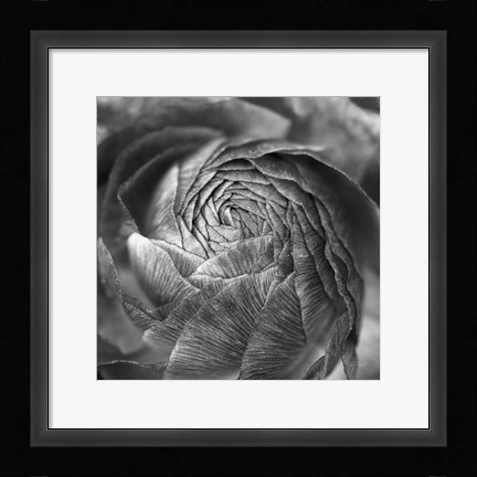 Framed Ranunculus Abstract II BW Print