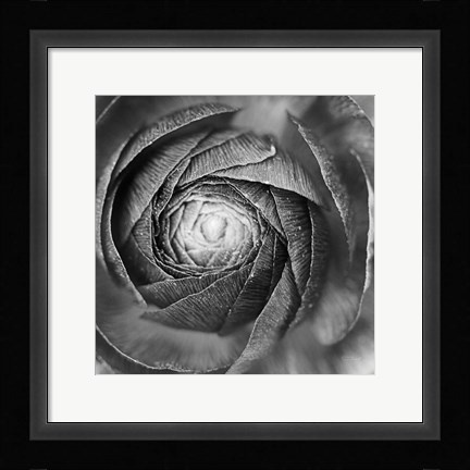 Framed Ranunculus Abstract I BW Print