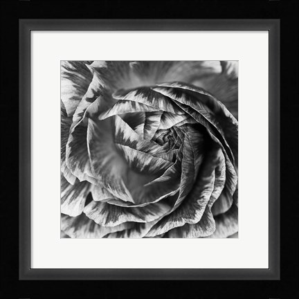 Framed Ranunculus Abstract IV BW Print