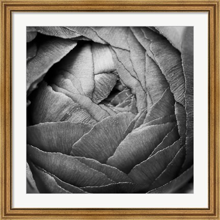 Framed Ranunculus Abstract III BW Print