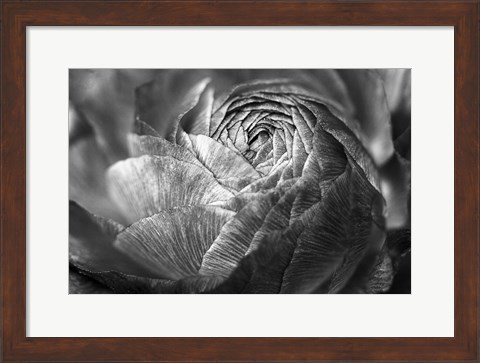 Framed Ranunculus Abstract V BW Print