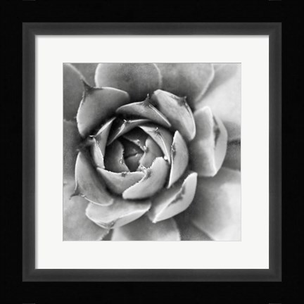 Framed Garden Succulent II Print