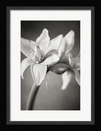Framed White Amaryllis I Print