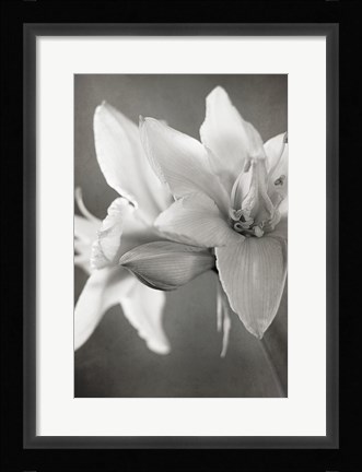 Framed White Amaryllis II Print