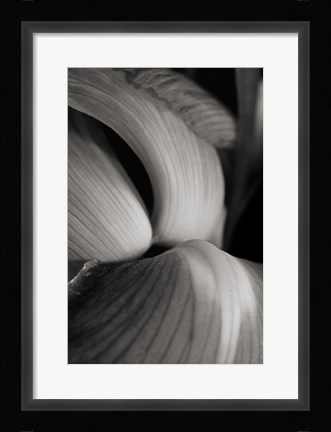 Framed Iris Abstract II Print