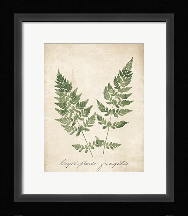 Framed Vintage Ferns VII no Border Print