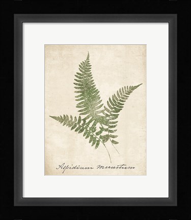 Framed Vintage Ferns X no Border Print