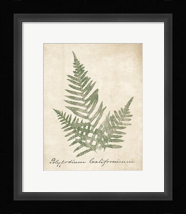 Framed Vintage Ferns XI no Border Print