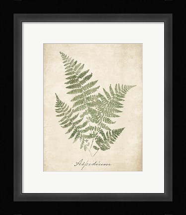 Framed Vintage Ferns IX no Border Print