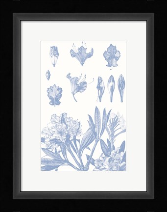 Framed Serenity Rhododendron on White Print