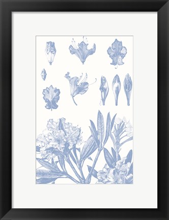 Framed Serenity Rhododendron on White Print