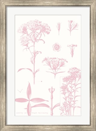 Framed Rose Quartz Phlox on White Print