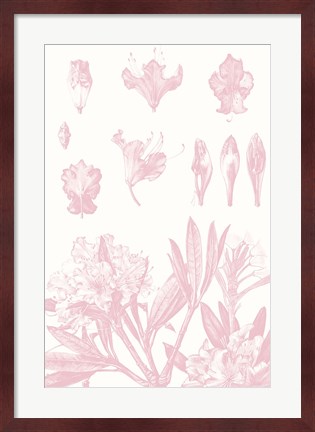 Framed Rose Quartz Rhododendron on White Print