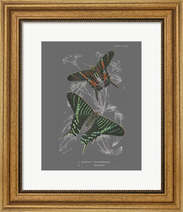 Framed Lepidoptera II Print