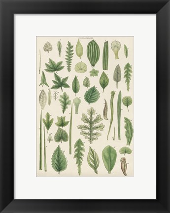 Framed Assortment of Leaves II Print