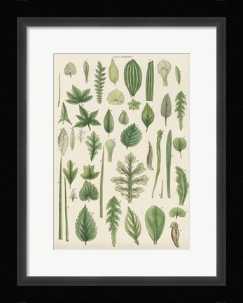 Framed Assortment of Leaves II Print