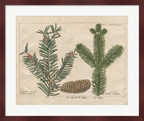 Framed Antique Botanical XXII Print