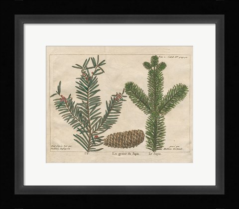 Framed Antique Botanical XXII Print