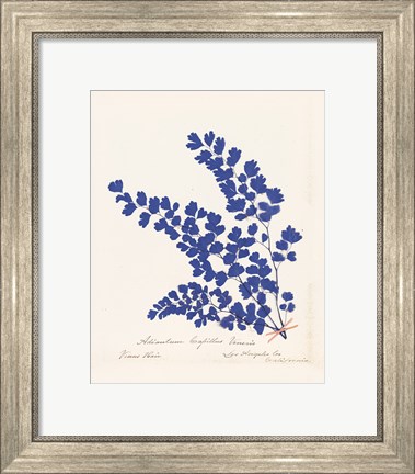 Framed Botanical Fern III Blue Print