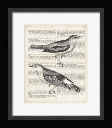 Framed Vintage Birds on Newsprint Print