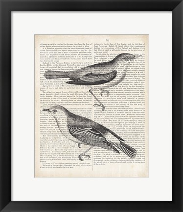 Framed Vintage Birds on Newsprint Print