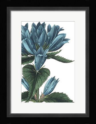 Framed Botanique II no Words Print