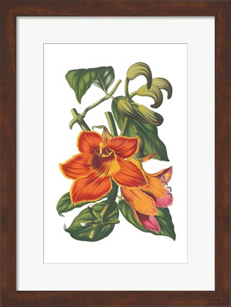 Framed Antique Botanical XVIII Print