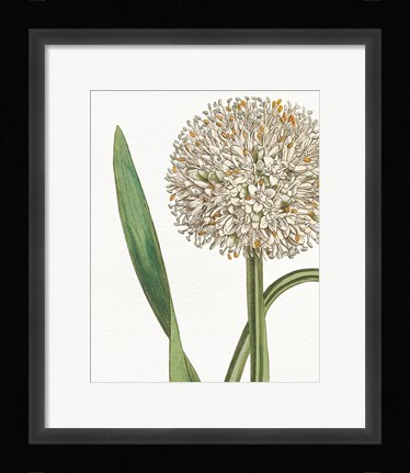 Framed Botanique Bleu II  on White no Words Print