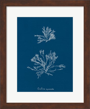 Framed Delicate Coral IV Print