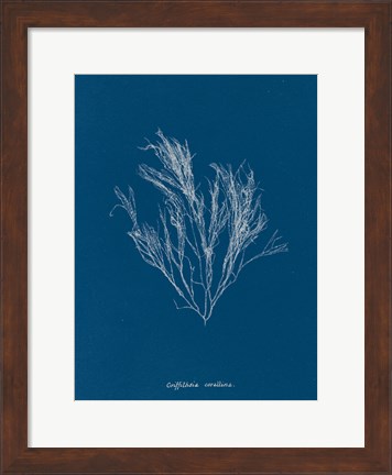 Framed Delicate Coral III Print